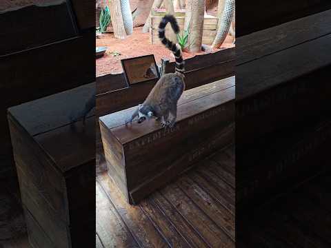 Journey to Hidden Gem Tropical Zoo in Helsingborg, Sweden: Tropikariet