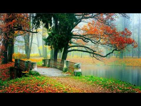 Beautiful Autumn Nature, Colorful Autumn Scenery #BSmotion