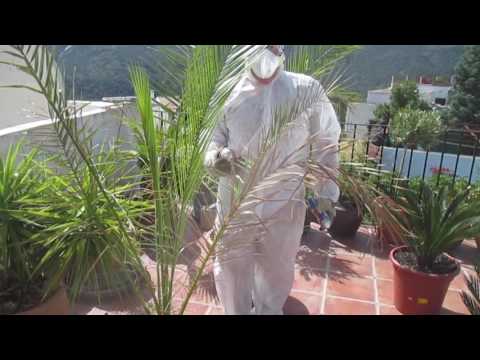 download lagu mp3 mp4 Wasp Busters, download lagu Wasp Busters gratis, unduh video klip Wasp Busters