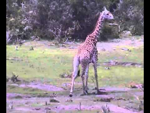 Giraffe and elephants at Tembe 16th October 2012
