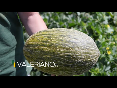 Video: VALERIANO F1
