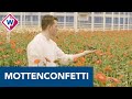 Drones elimineren motten: 'Binnen een paar seconden heb je mottenconfetti' - OMROEP WEST