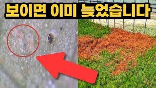 3월 등장 예정! 무조건 초기에 박멸하세요!  2024 내 나무 최악 해충 4종 박멸 최상의 타이밍