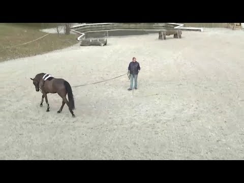The lunge line - lunging horses correctly