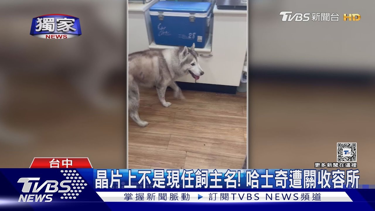 哈士奇早餐店當家逛！　竟因「晶片」進收容所