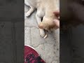 Roti Dene Ki Aukat Na Ho To Mara Bhi Mat Karo Yaar Short Trending Youtube Viral Petlover Yt