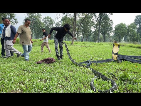 बेहद गुस्सैल रूप में किंग कोबरा को जब जंगल छोड़ने गए, फिर जो हुआ!😱Dangerous King Cobra Release