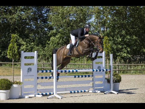 Lethbridge Champion Z (Luigi D'Eclipse x Cosun x Utrillo Z)