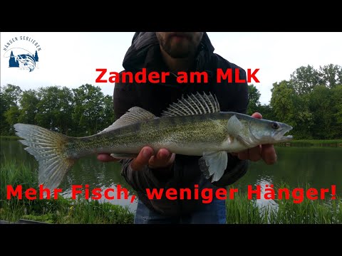 Schnell und einfach Zander am Mittellandkanal fangen!