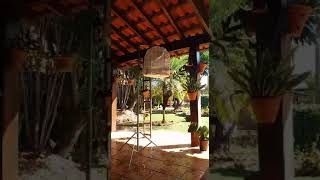 PARDO 019 