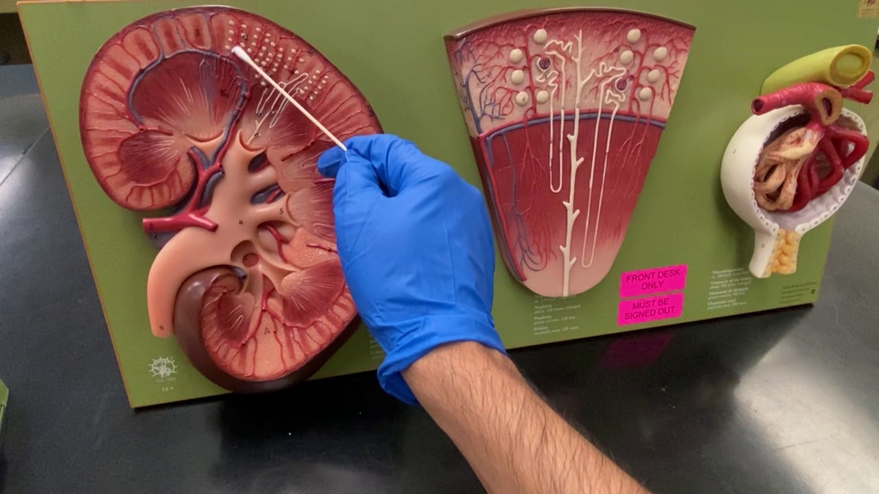 Kidney Model