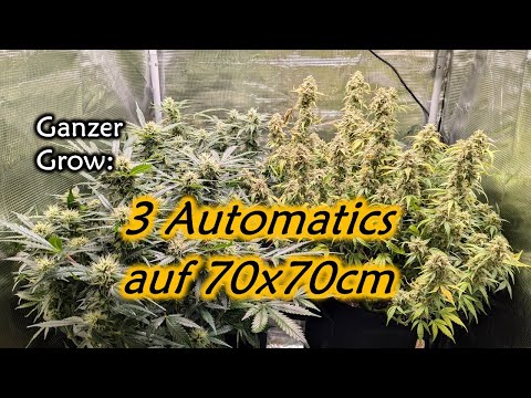 70x70 Indoor Automatics Grow | Schönes Ergebnis | Spider Farmer Komplettset