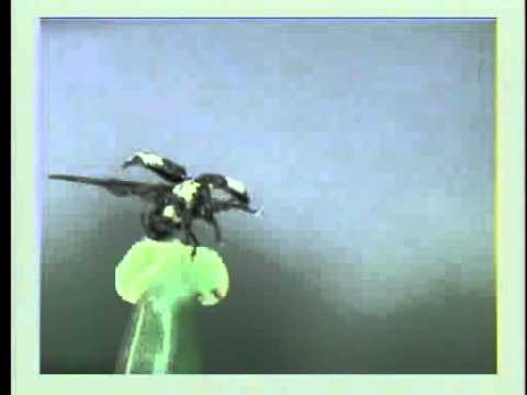 オジロアシナガゾウムシの飛翔