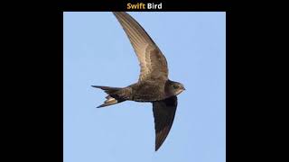 Swift Bird