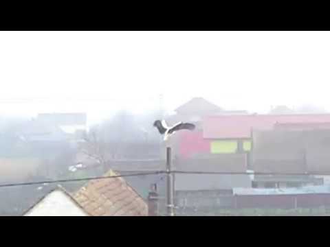 Barza albă, Cărpiniș | 2018.04.08 | Cris pe stâlp