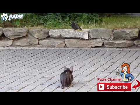 Feral Cat Hunting Skills - Stray Cat Best Hunting Video