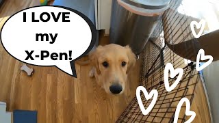 Puppies Learn How to Love Management