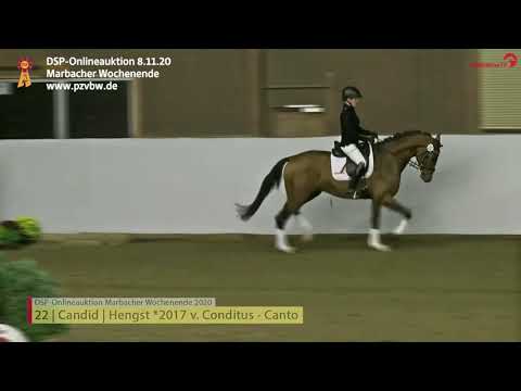 KN 22 CANDID Präsentation, 3-j. Hengst v. Conditus - Canto *Marbacher Wochenende 2020*
