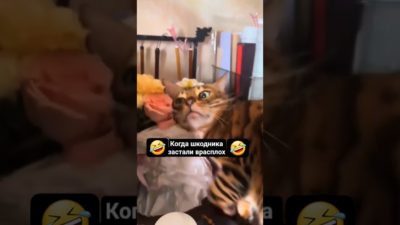 ��������� ����� �� ����� - ��� ������ ����