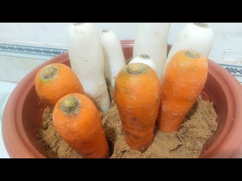 , title : 'cách bảo quản cà rốt, củ cải trắng tươi vài tháng | yêu thích ẩm thực'