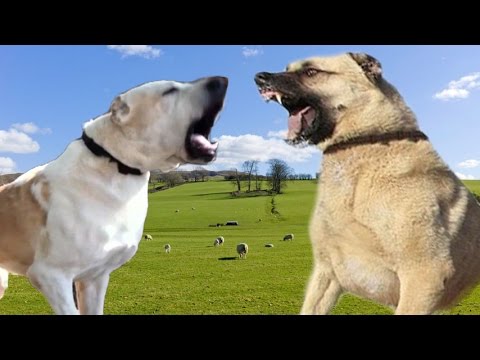 Alabai Vs Kangal   Highlights