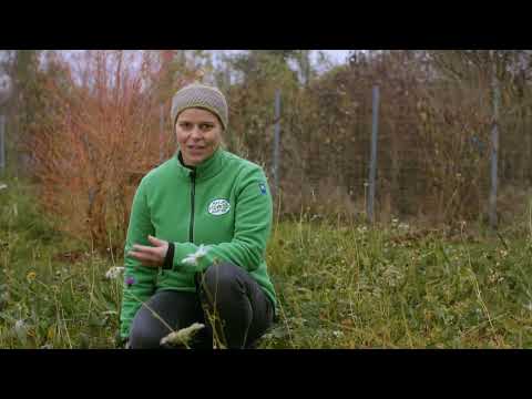 Förderung von Naturwiesen - Arten der Anlage