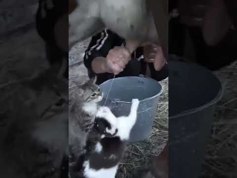 Cute Baby Kittens | why can't kittens drink milk from COW #shorts