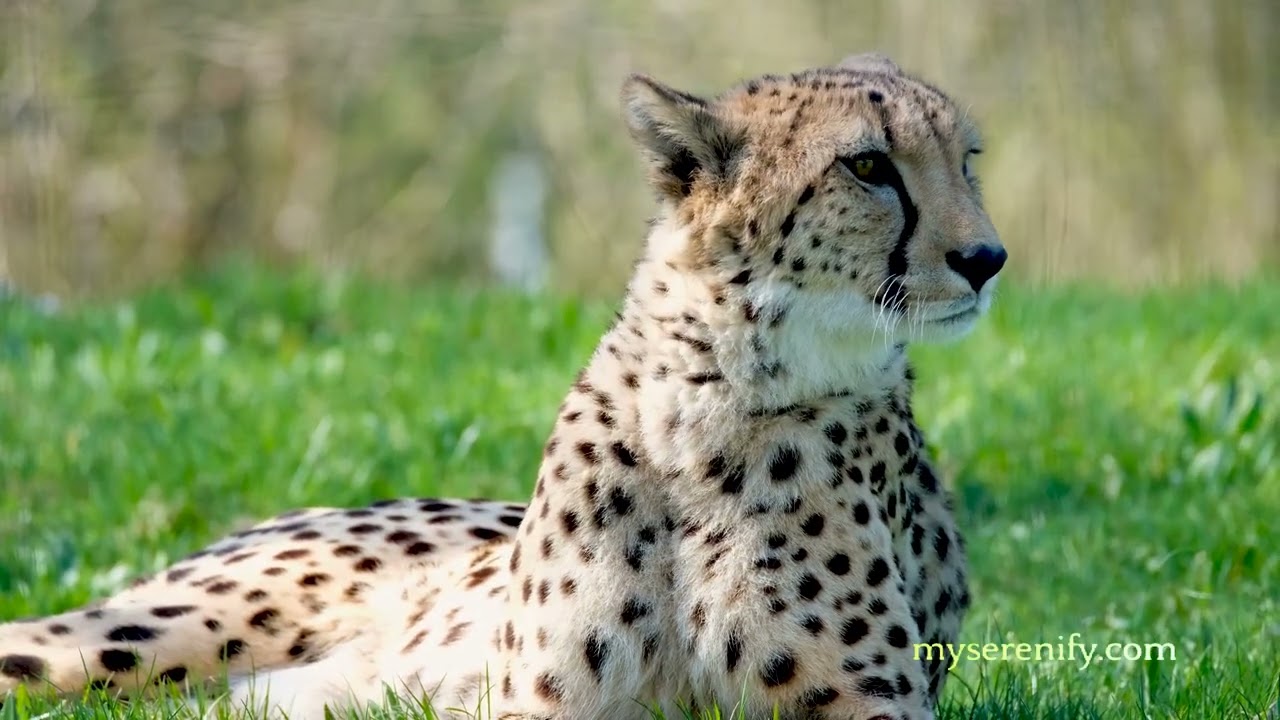 Exploring Meditation Apps on Reddit, meditation app reddit