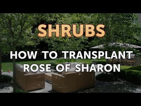 How to Prune a Bottlebrush Shrub