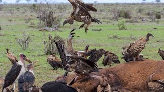 🦅 Asesinos del cielo en África: el misterio de los buitres y las águilas |🔵 Verdad Salvaje