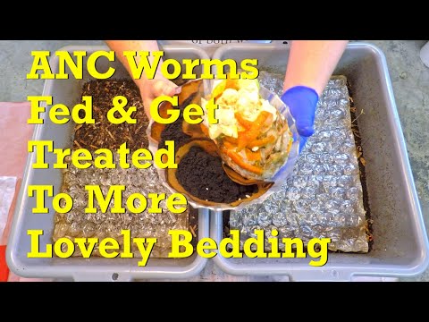 Making up for the tiny last meal in the 80-day ANC worm bins - vermicompost