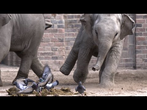baby elephant 4k,elefant video 4k,Elefant baby zoo,Zoo Leipzig 4k,zoo animals,zoo short video,baby e