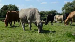 preview picture of video 'Fat Cows Eating on an English Summer Day - farm near Bourne End Marina (animals)'