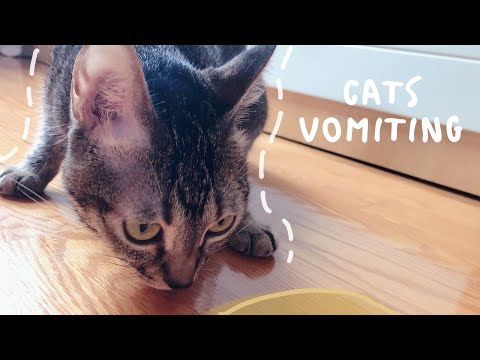 CAT OWNERS ALERT: Why Cats Vomit and When is it NOT OK