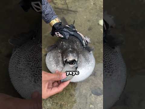 Самые сильные укусы животных