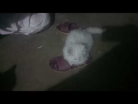 cat video cute and funny video