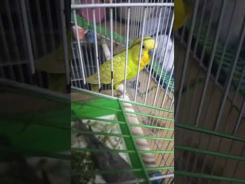 What if this video get the same number of likes and comments 🐥🐤💚