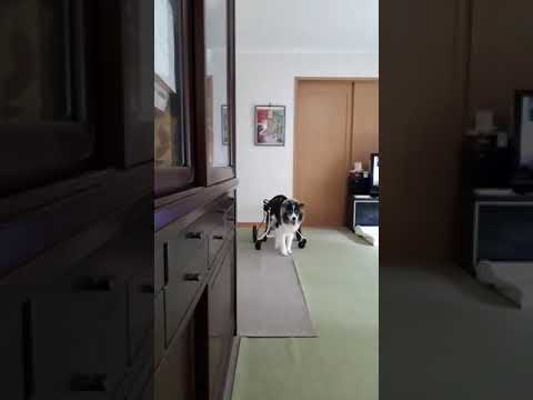 ボーダーコリーのアンちゃんが犬用車椅子に乗っている様子