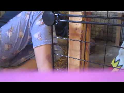 How to clean your rabbit's cage