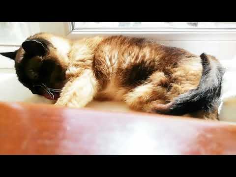 How much does a (12years old) Siamese cat weigh?