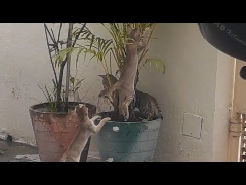 cats playing together ||cats|| playing