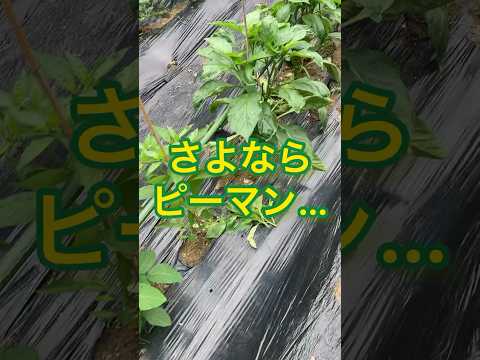 なぜピーマンの苗が育たないのでしょうか？原因と解決策、メンテナンスのヒント  庭園