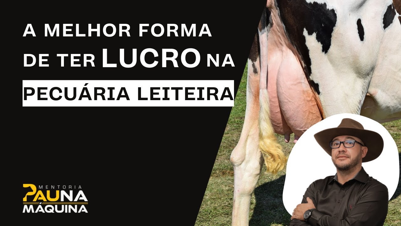 Como ter até 53% DE LUCRO na PECUÁRIA LEITEIRA começando hoje