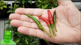 Thai HOT Pepper: Disect and Tasting 50,000 - 100,000 Scovilles