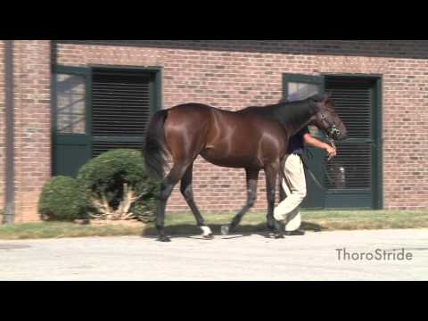 KEESEP15, Hip 435, F, Distorted Humor--Malibu Prayer