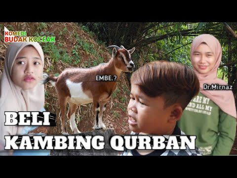 beli-kambing-qurban-komedi-budak-koceak