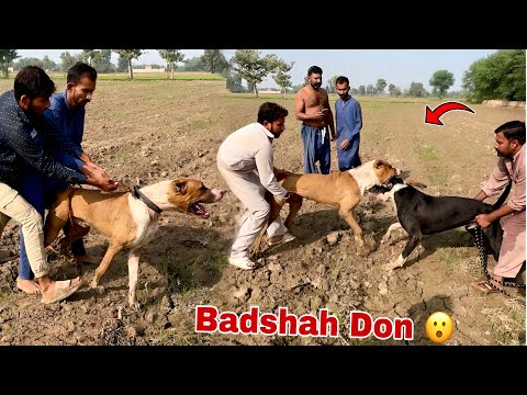 Badshah's Heavy Bully Dog Sy Phadda