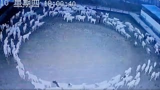 Mystery Mongolia Sheep Flock Walk Circles For Days