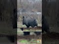 Best Animals Fart