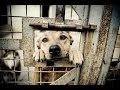 The Sad Truth Behind Animal Shelters 